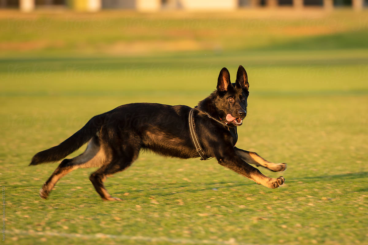 German Shepherd puppy running on oval