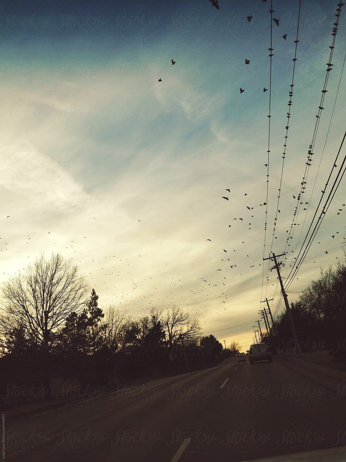 Birds Scatter From A Power Line at Dusk