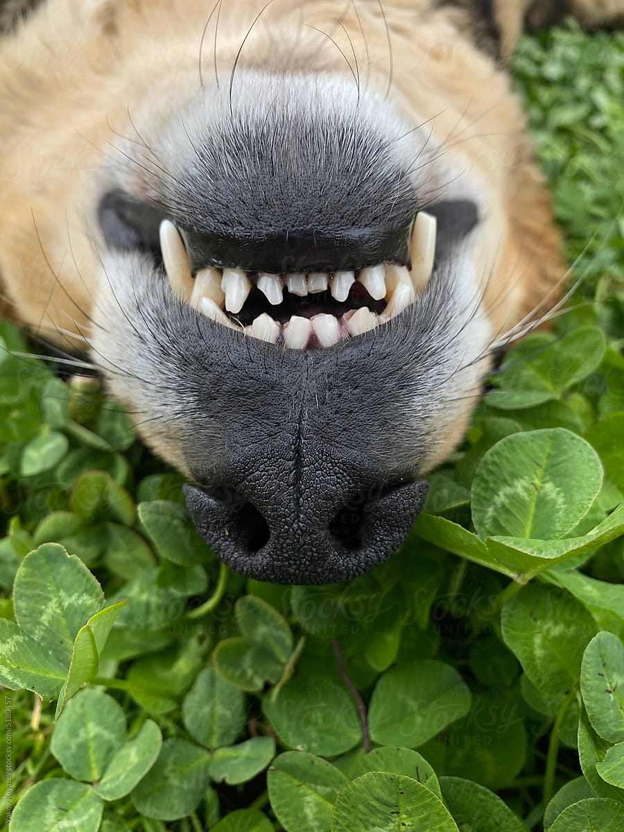 dog snout close-up