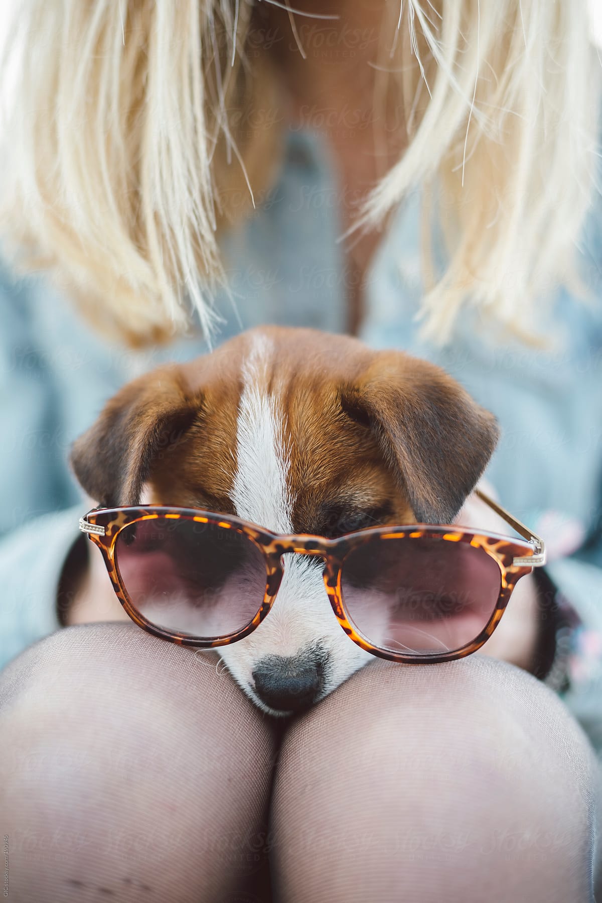 Funny puppy with sunglasses