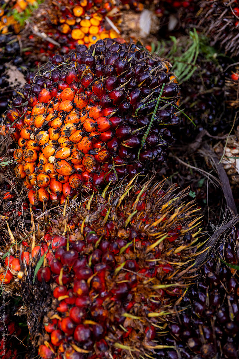 Palm Oil fruit seeds at  plantation in Costa Rica