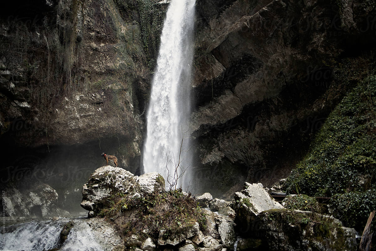 Dog standing on a hill  in front of waterfall