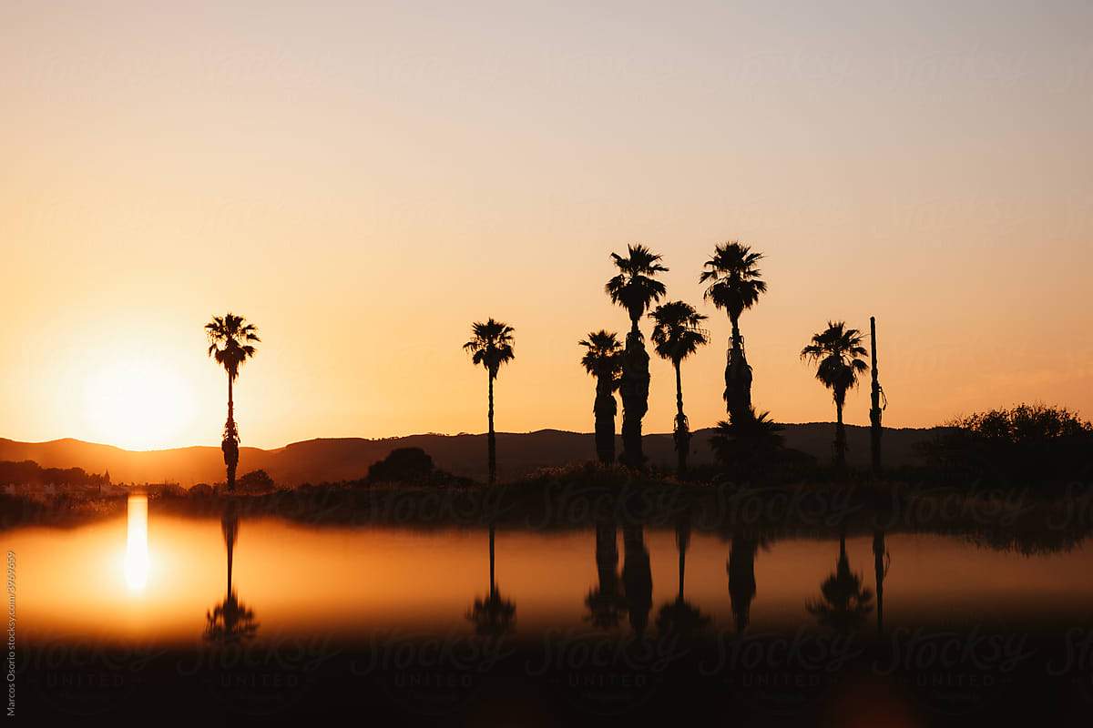 Silhouetted palm trees backlit on a summer day at sunset