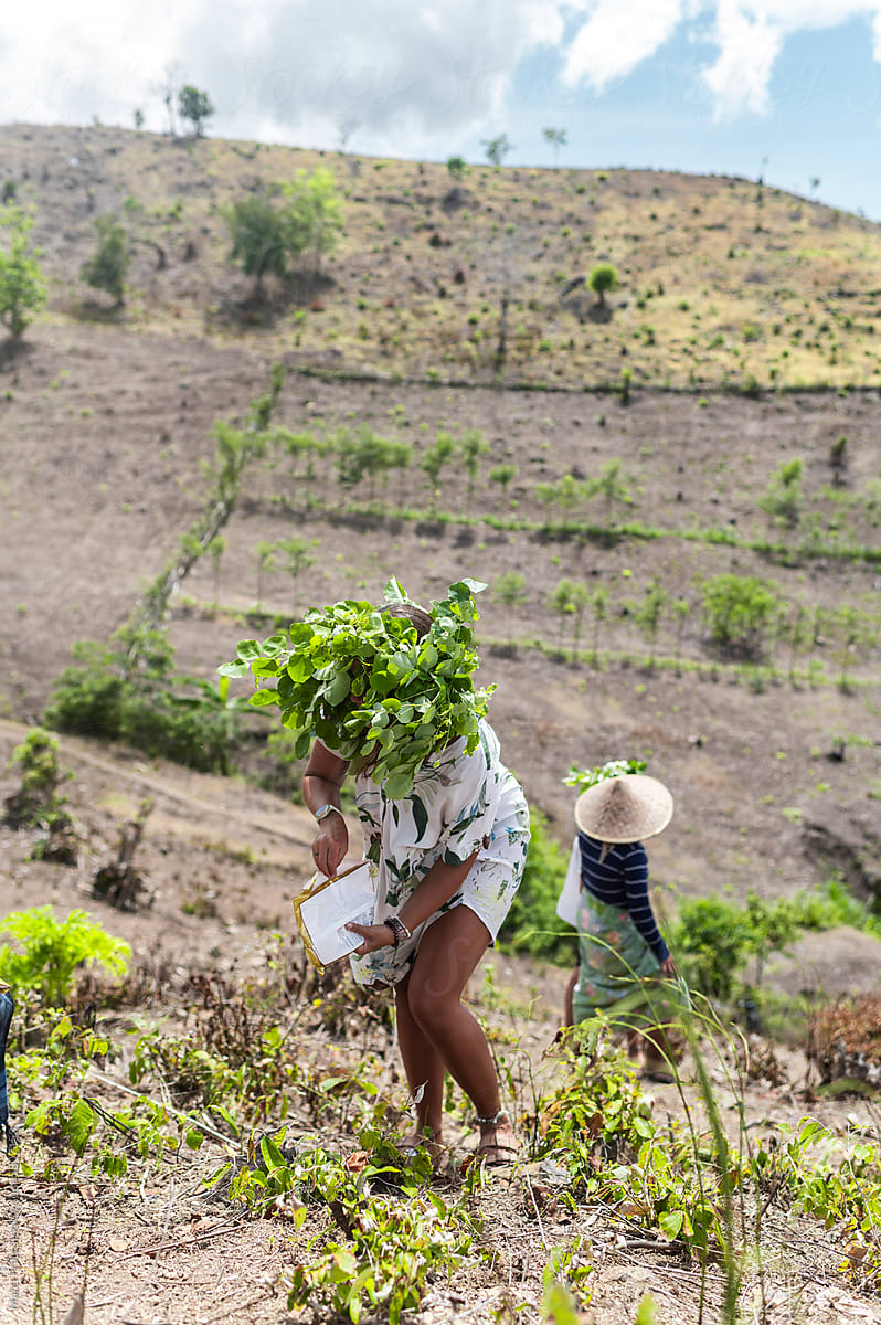 Active woman volunteer cooperate planting of vegetables in farm