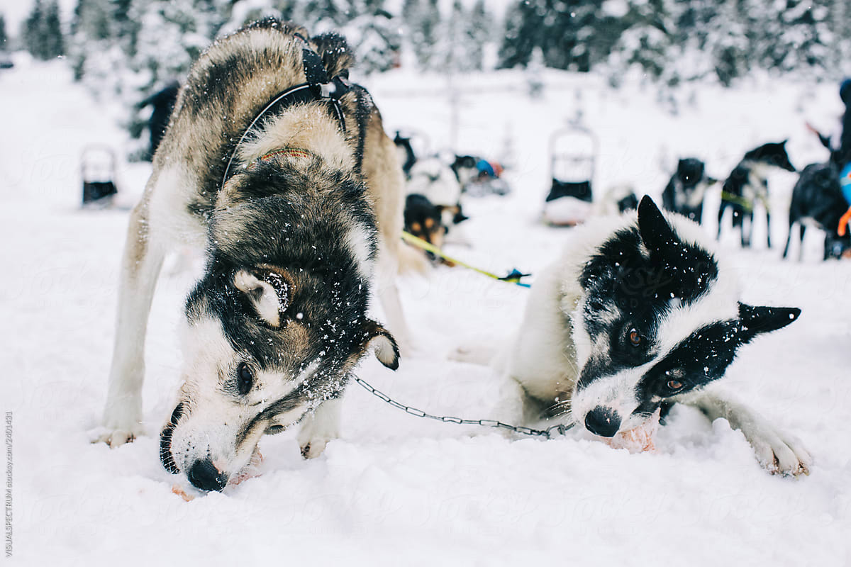 Two Huskies Eating Meat in Heavy Snowfall