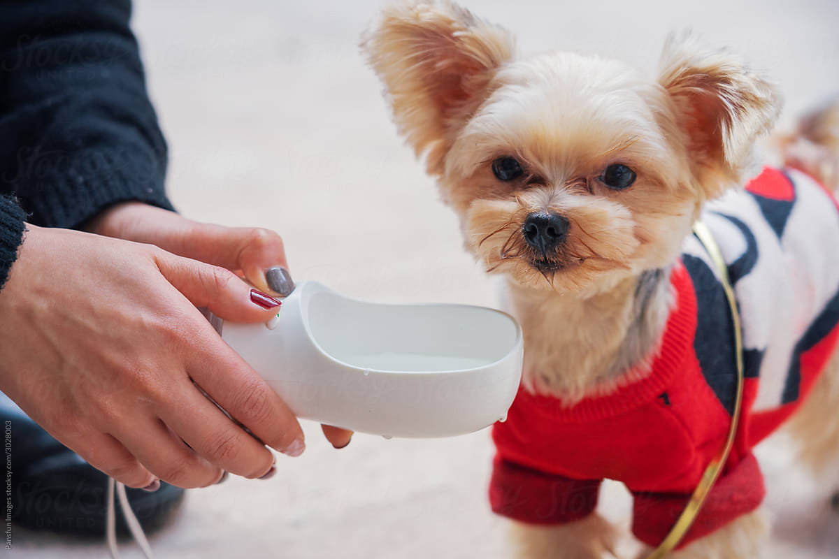 pet dog drink water