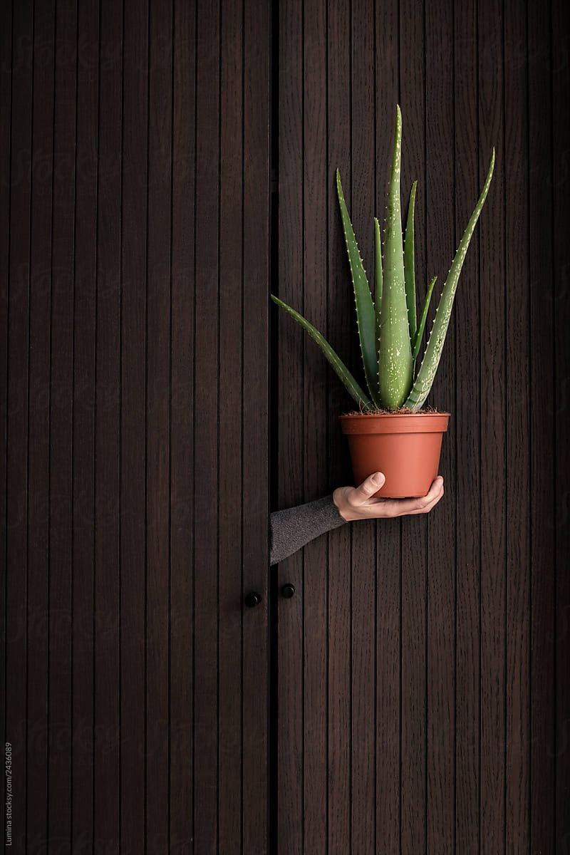 Wooden Wardrobe Door and a Plant