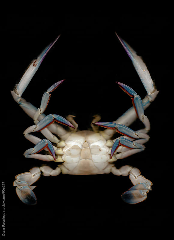 Crab in a black background