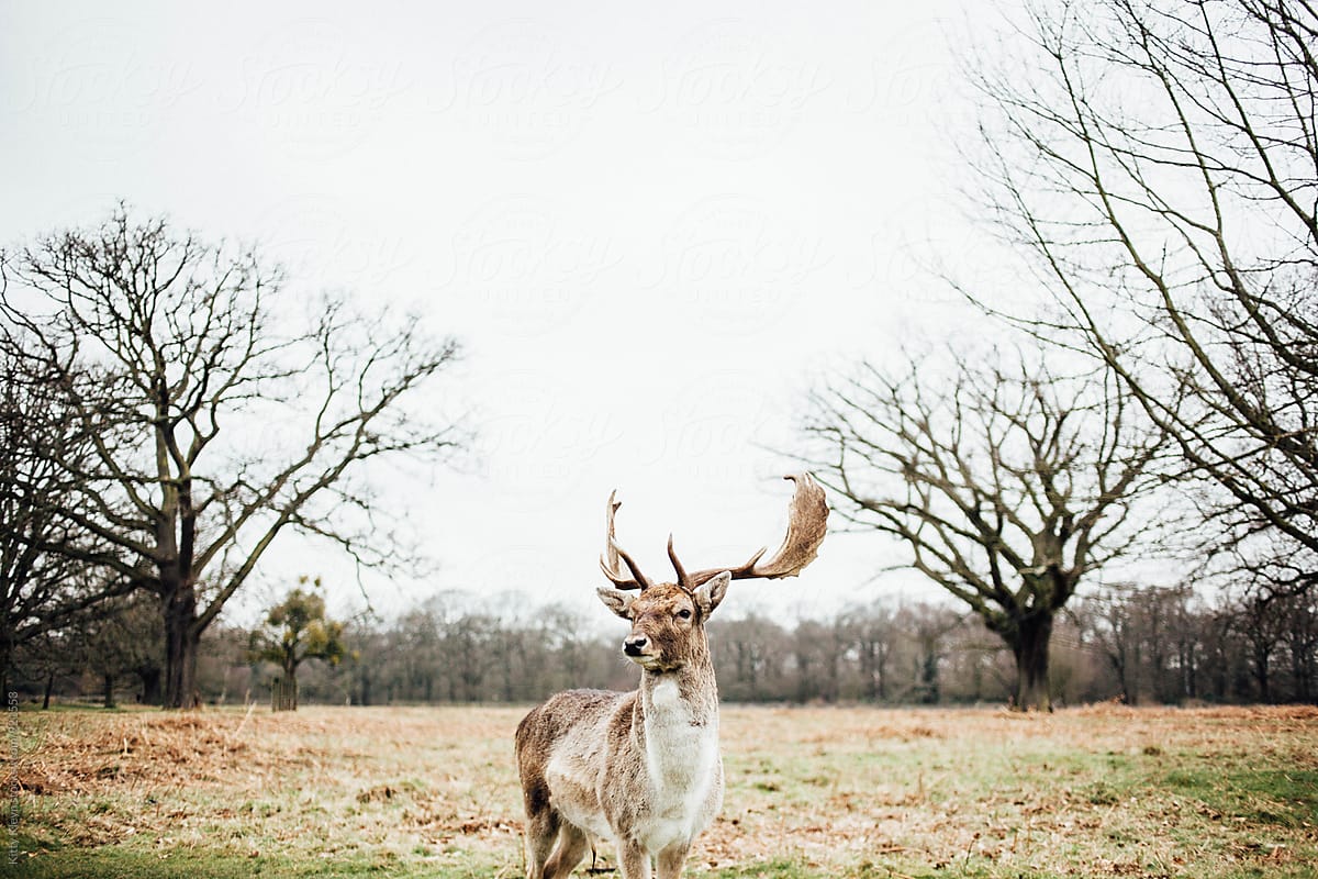 Fallow stag