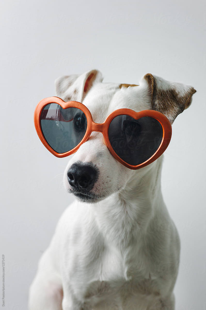 Small Dog Wearing Sunglasses | Stocksy United