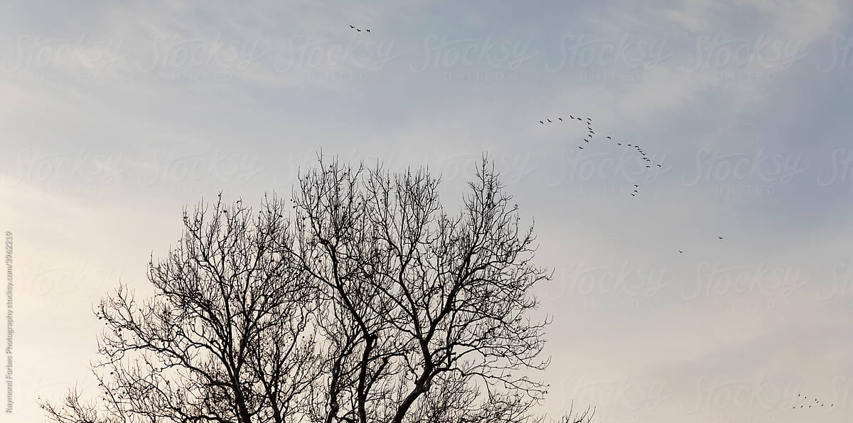 Flock of Birds Flying in Sky over tree