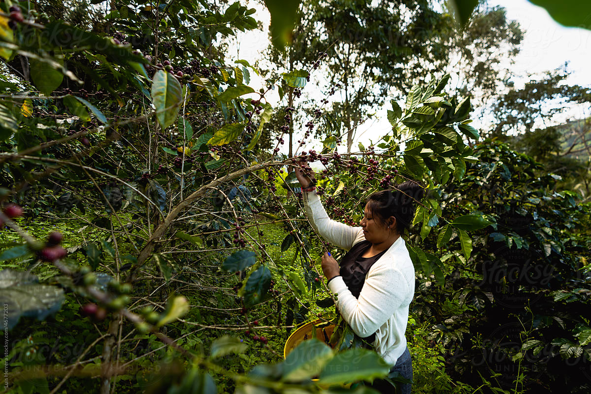 Woman Harvesting coffee