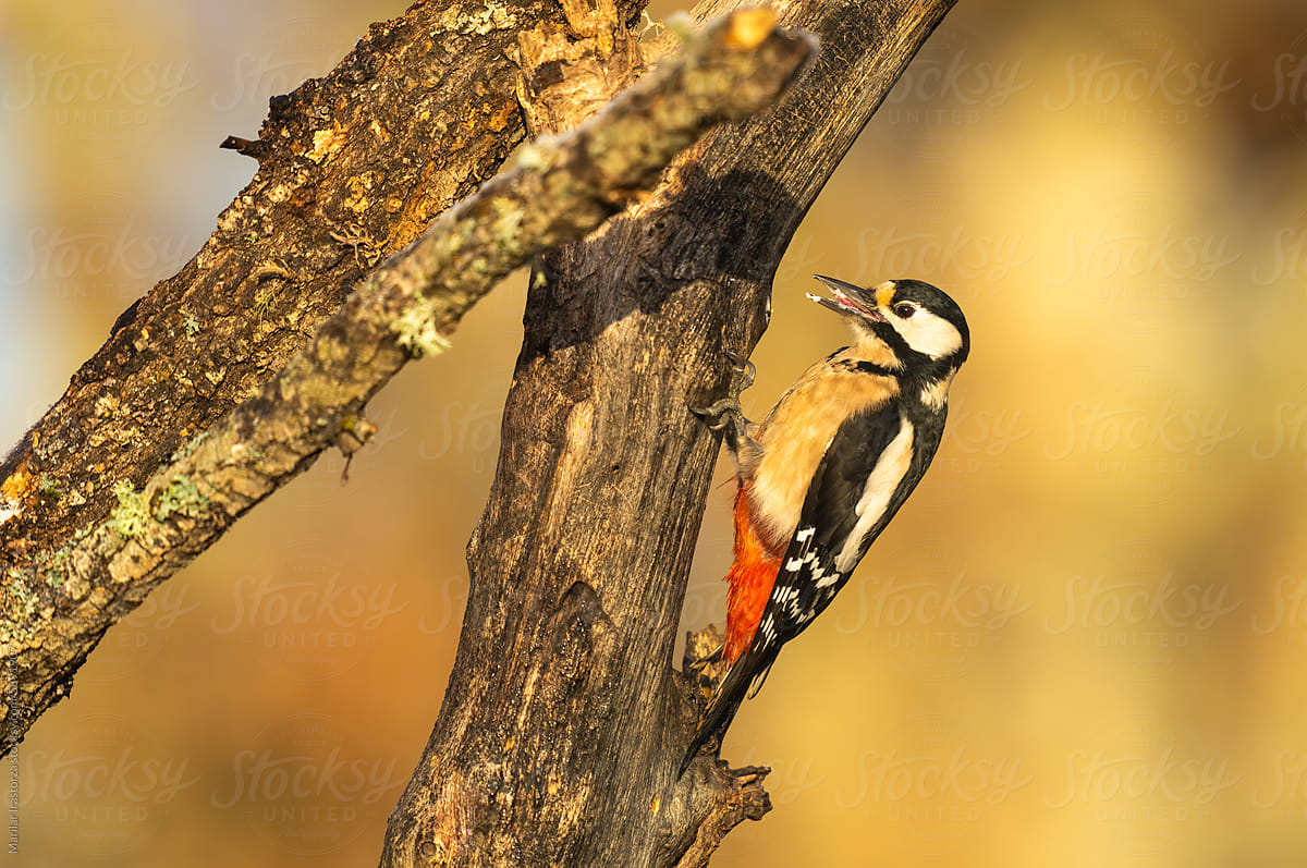 Female Great Spotted Woodpecker With Golden Light