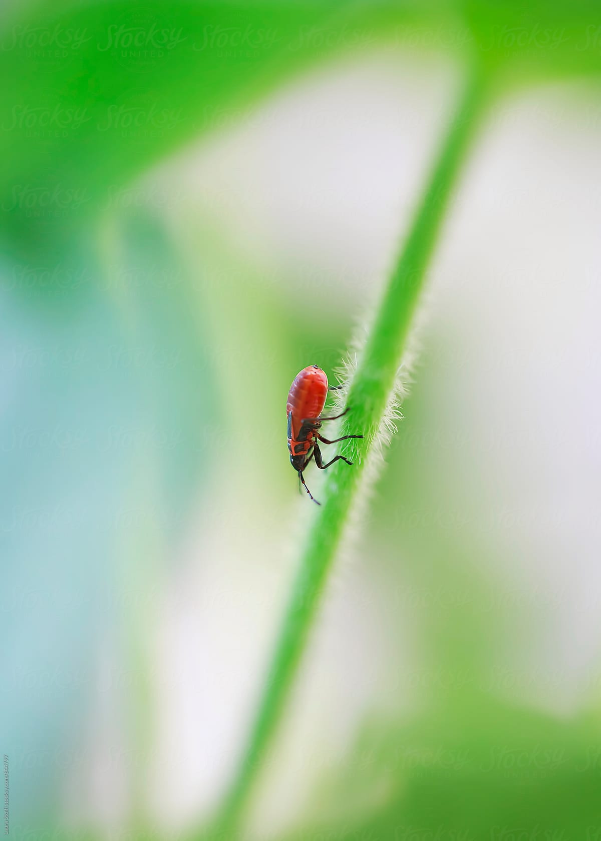 Firebug-nymph walking on stalk, macro catch