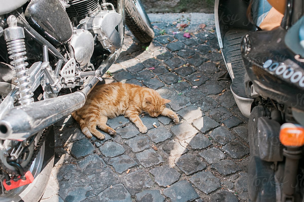 Cat sleeping under a Scooter.