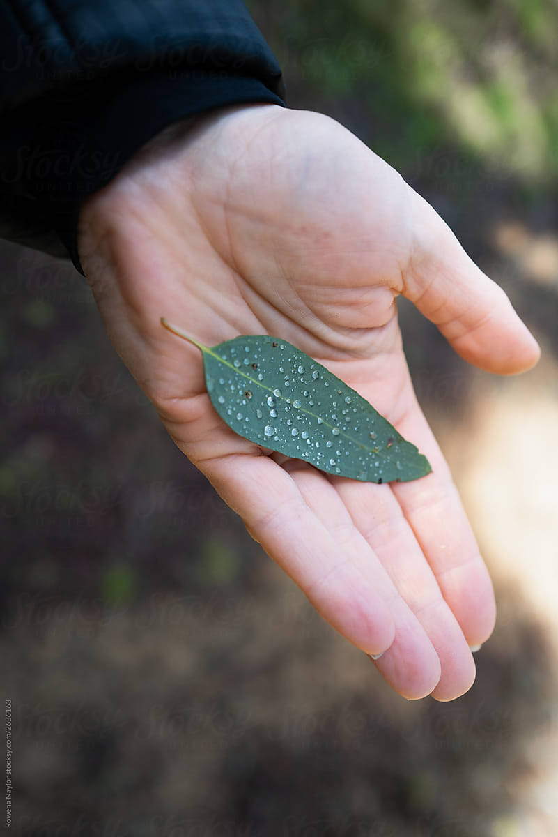Autumn raindrops on an Australian Gum leaf