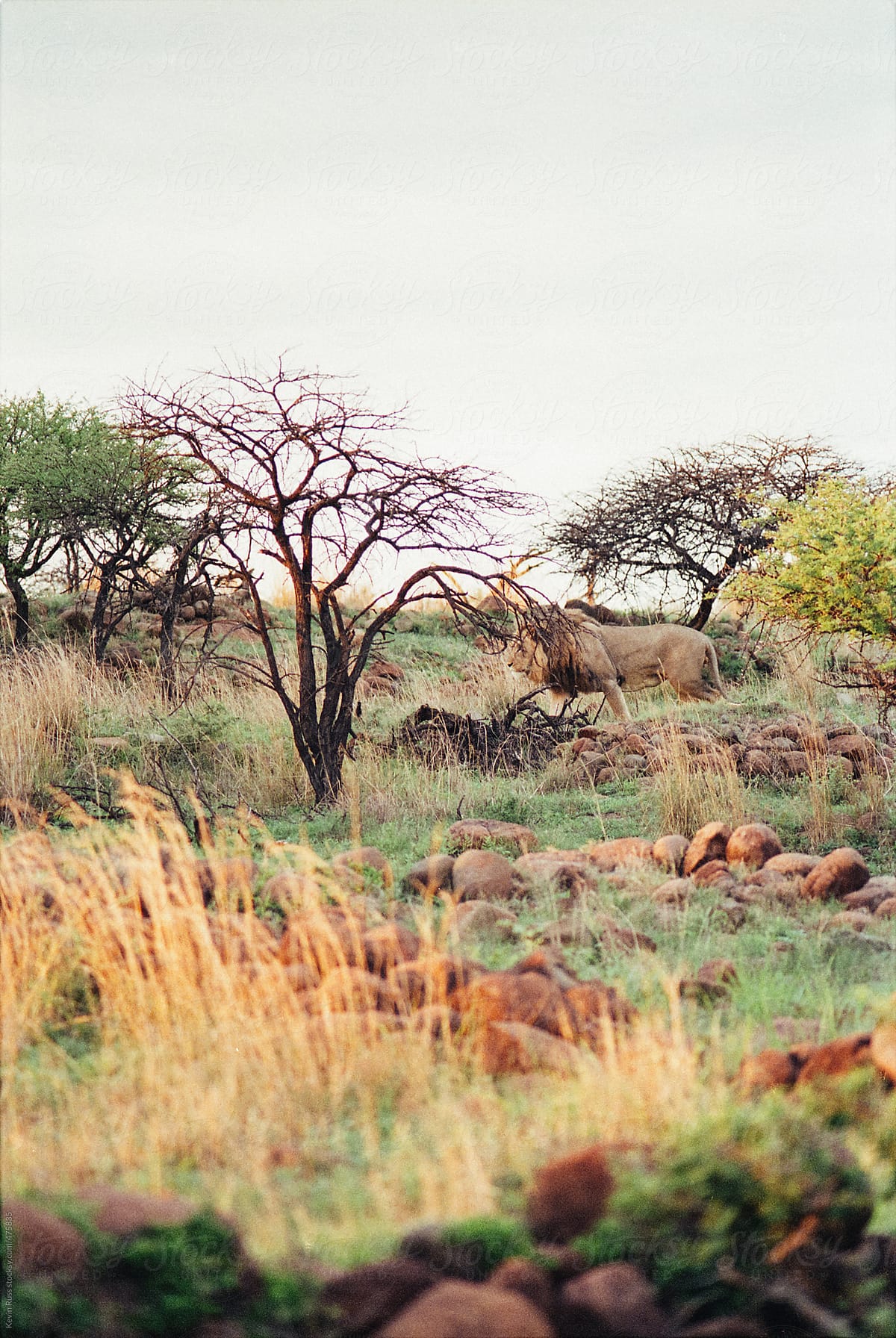 Male Lion Walks Behind Trees