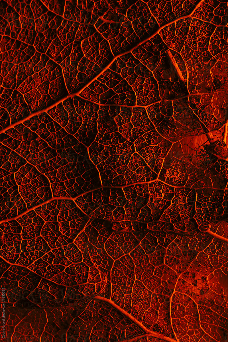 Red leaf background