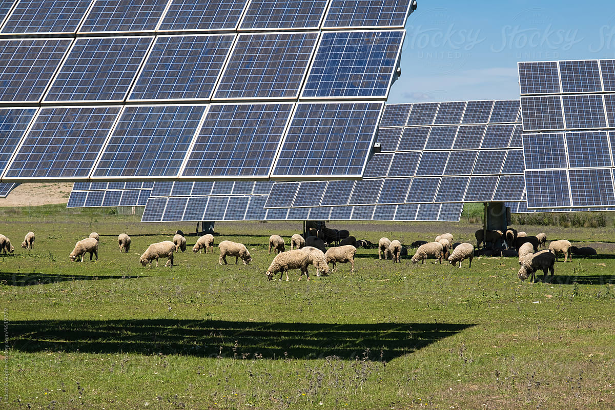Grazing sheep keeping a solar farm clean