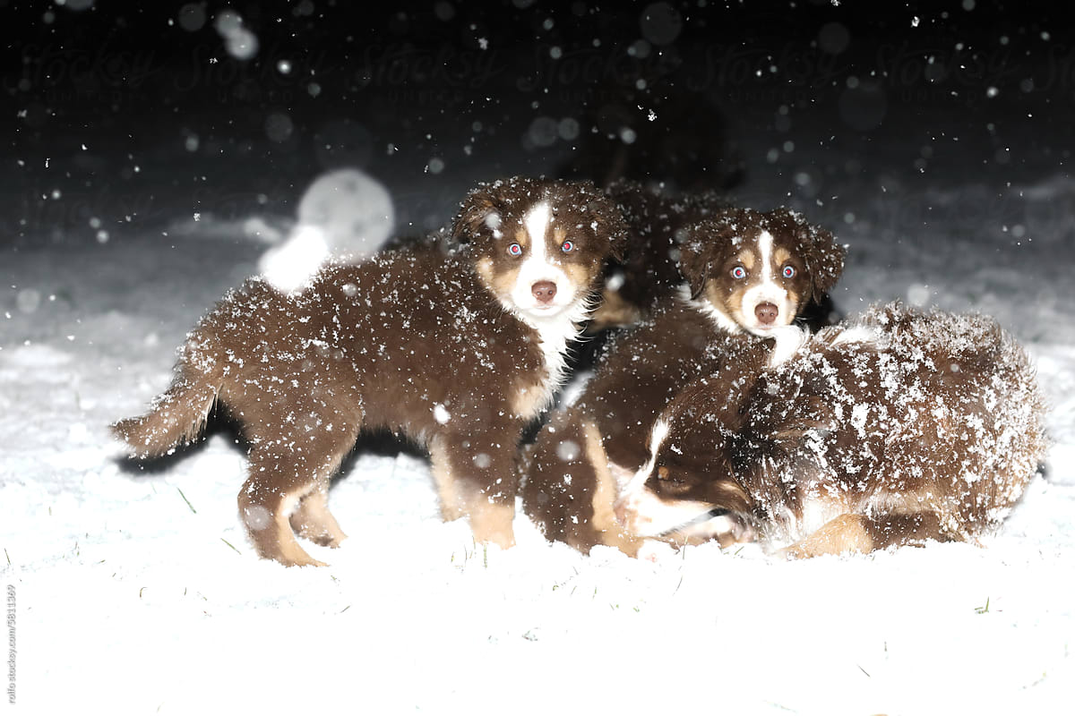 Puppies at a snowy night