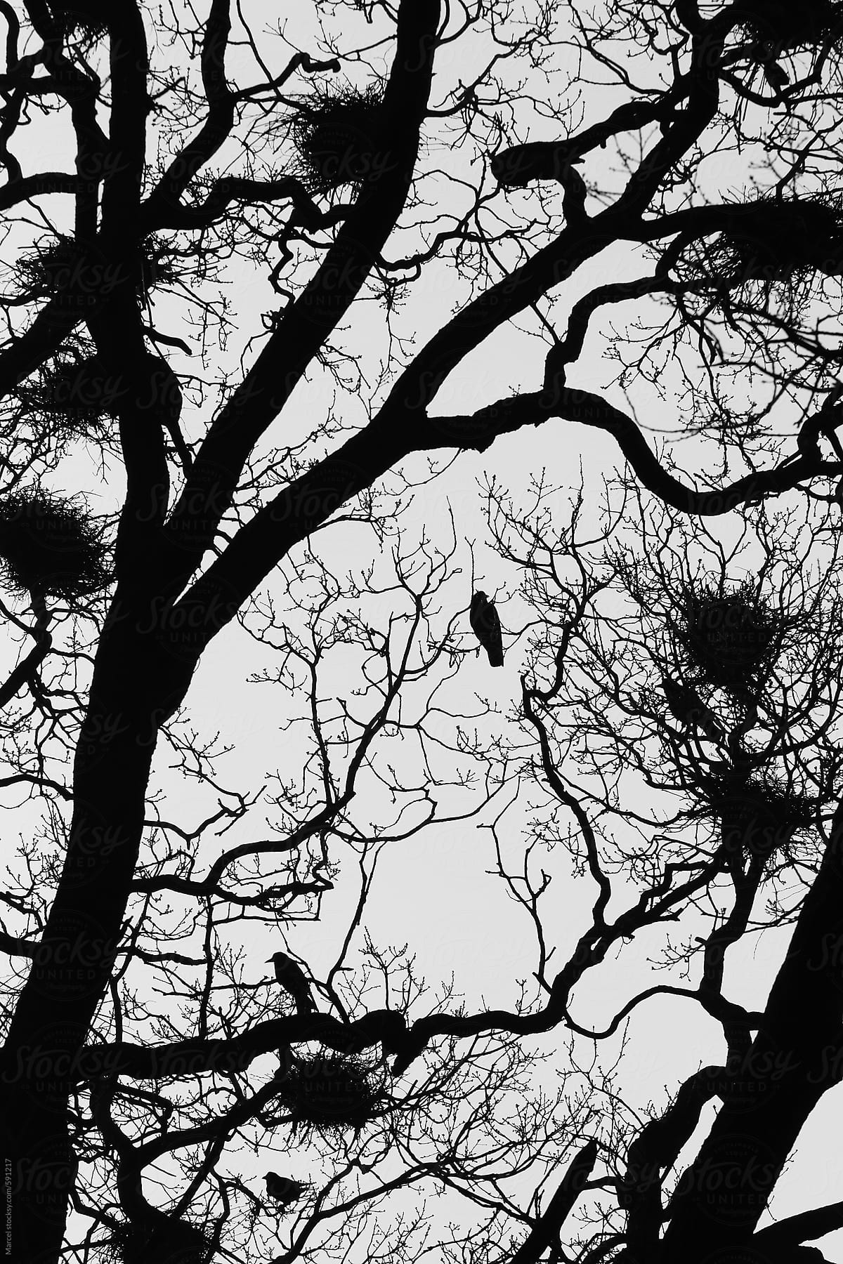 Curly tree with black crows and their nests