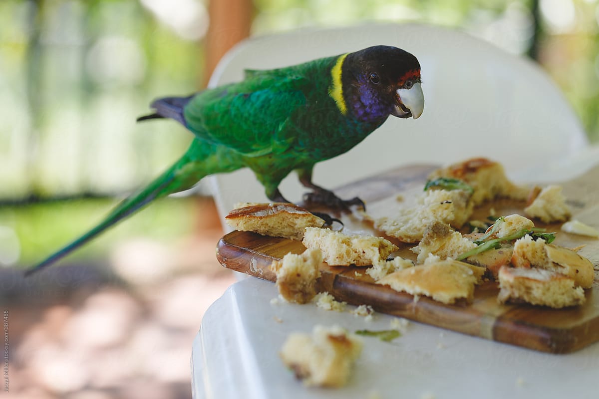 Bright green parrot eating someones left over lunch