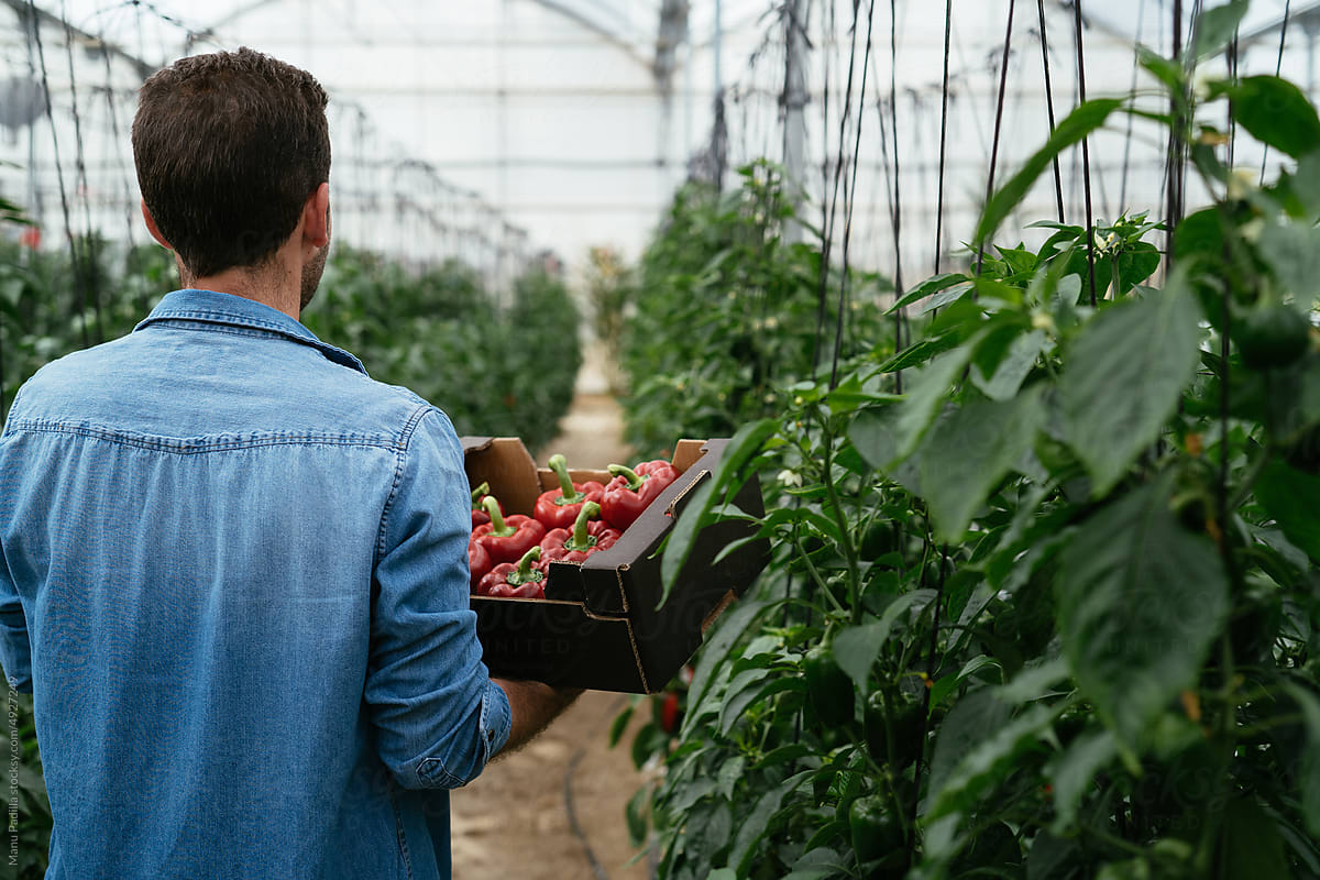 Male farmer carrying box with bell peppers in hothouse