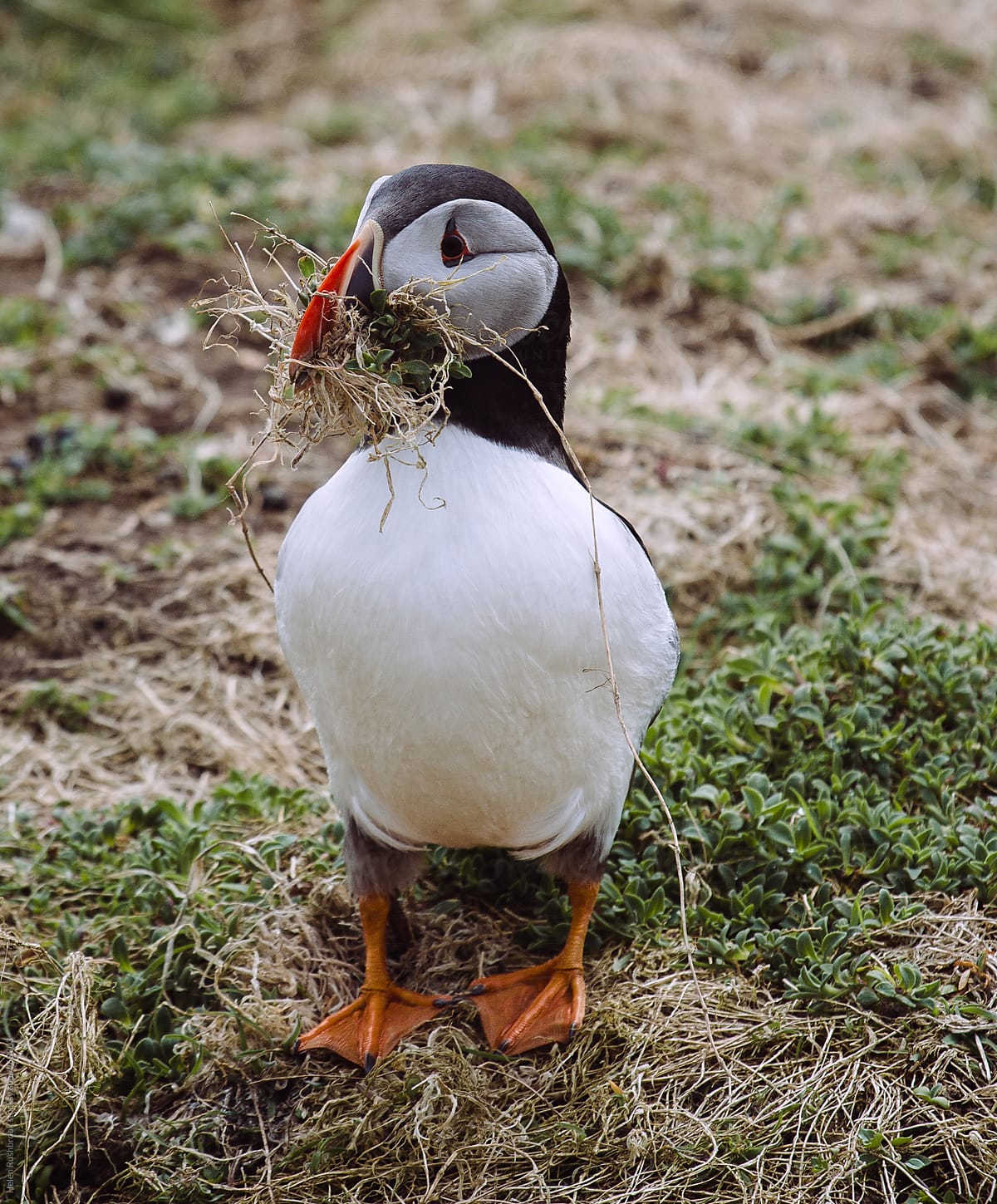 A puffin building a nest