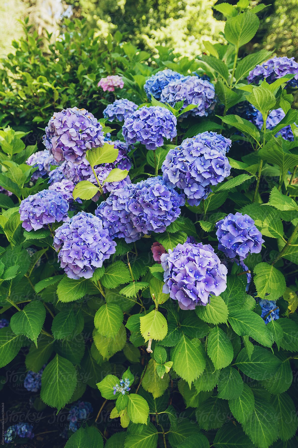 blue purple hydrangeas
