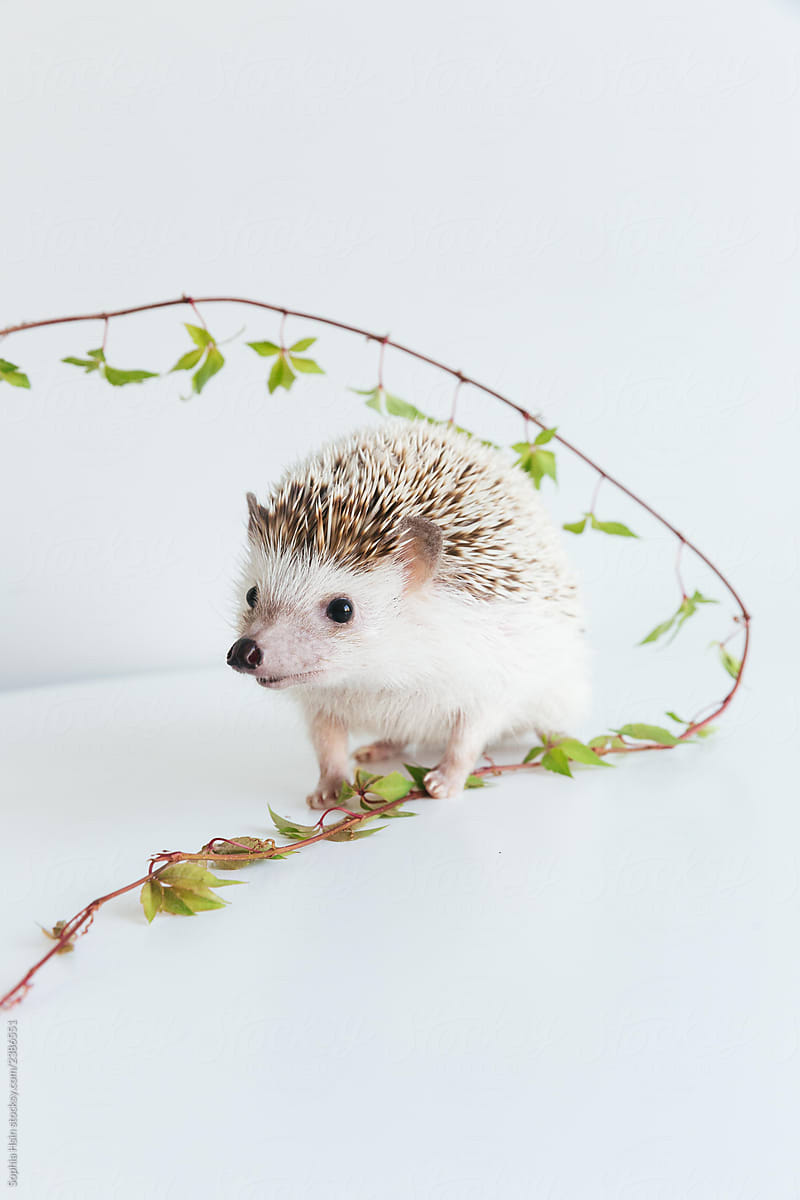 Very cute African Pygmy hedgehog on white background with ivy plant