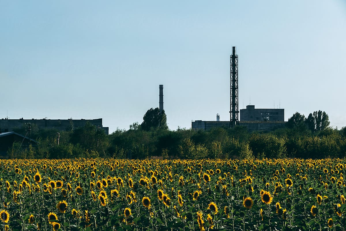 Sunflowers near a factory