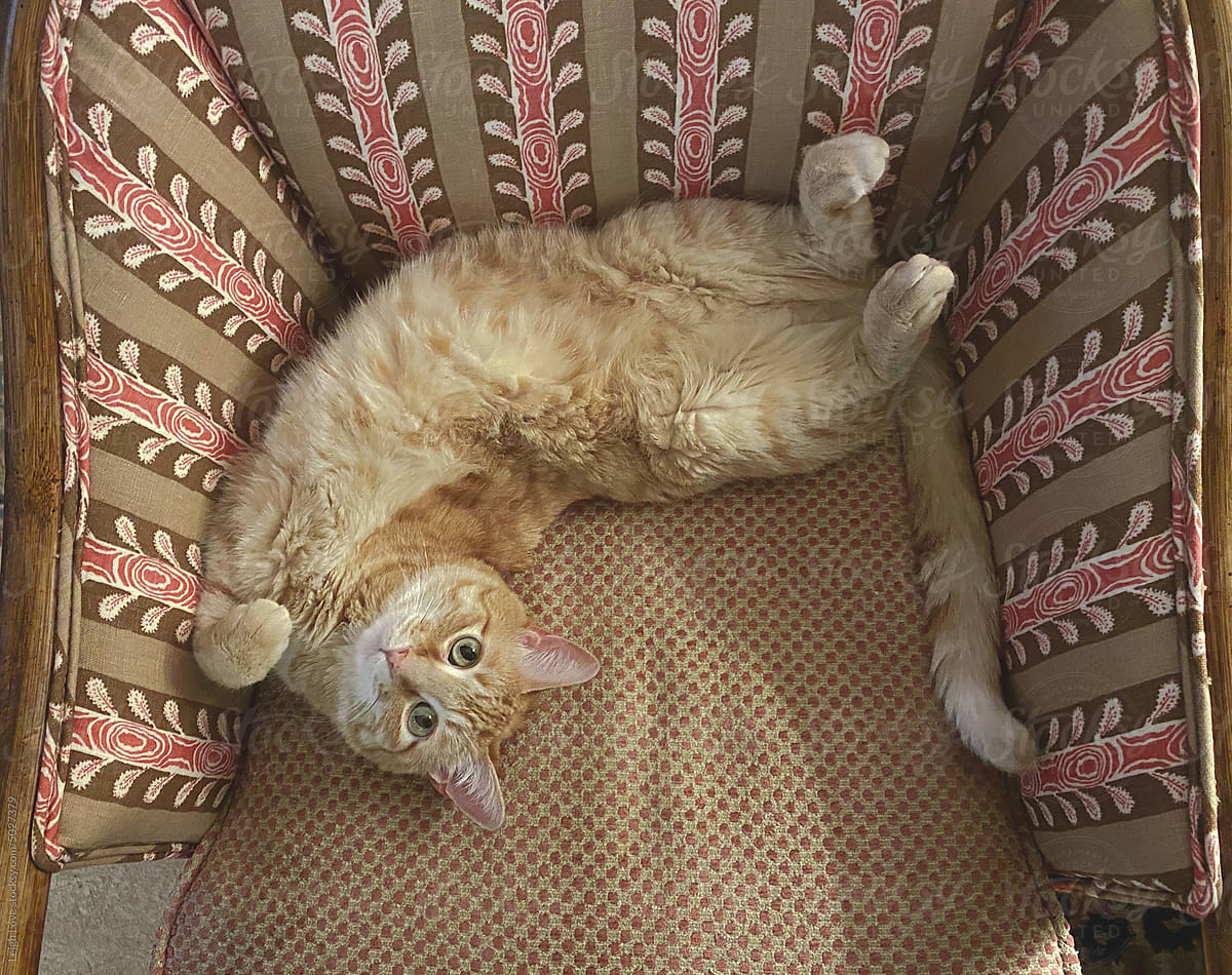 Orange Tabby Cat Laying On His Back with Curled Paws in A Chair.