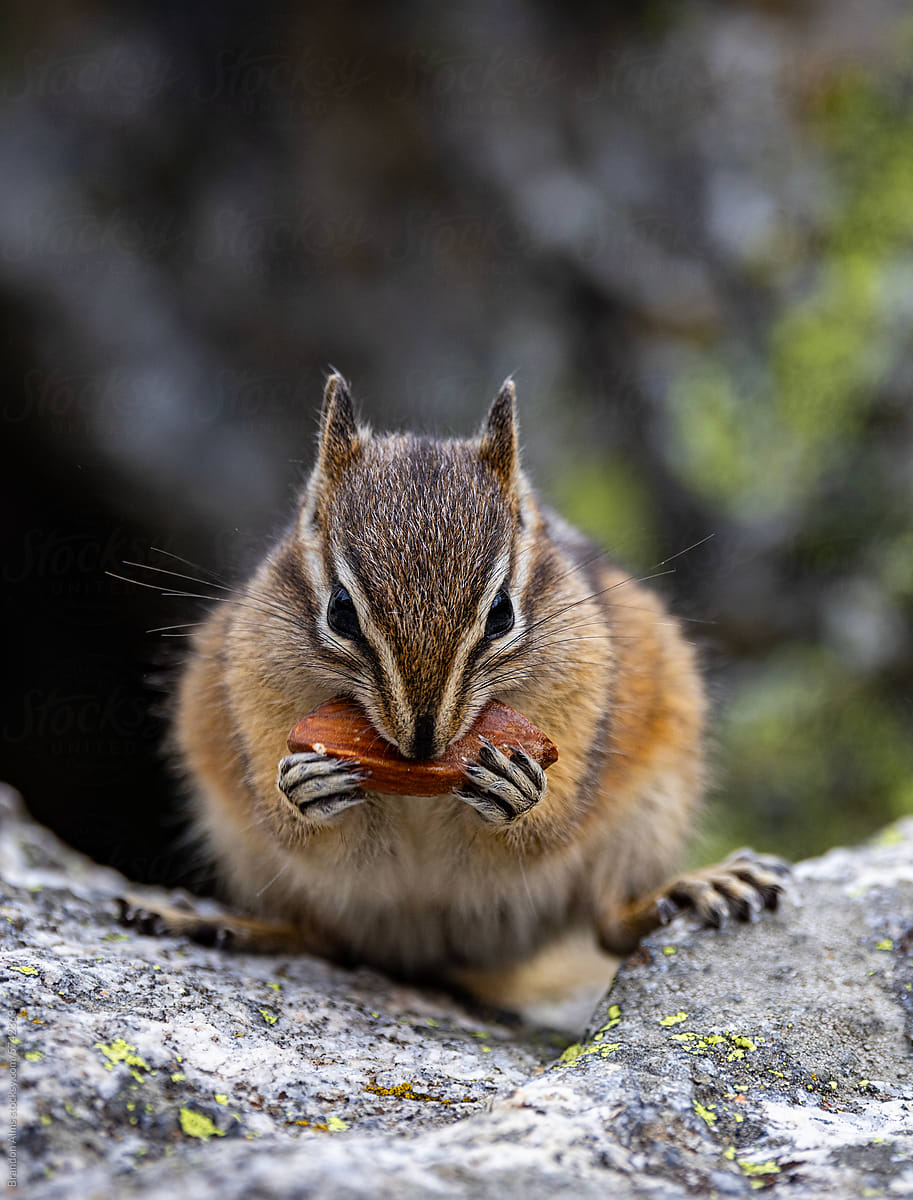 Chipmunk Closeup Chewing a Nut