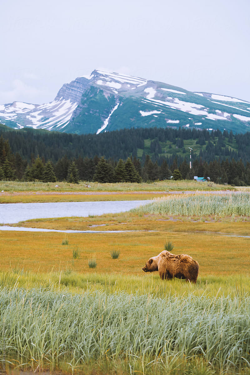 Huge Grizzly (Brown) Bear in Alaska