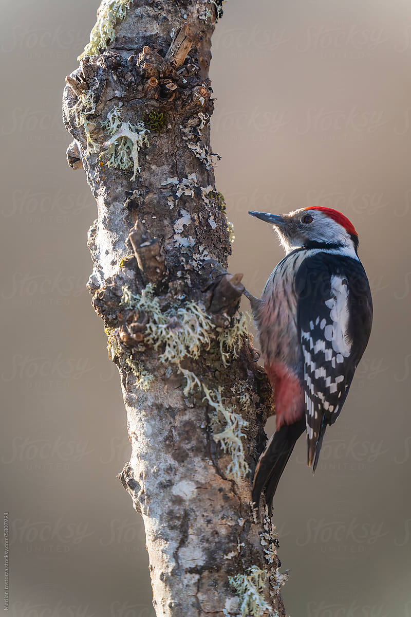 Middle Spotted Woodpecker On A Branch, Vertical Portrait