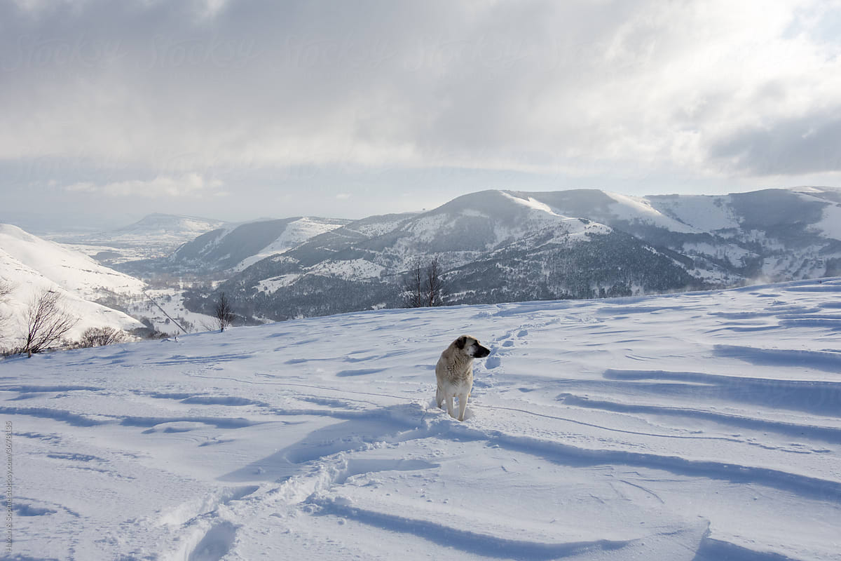 Anatolian shepherd in snowy mountains