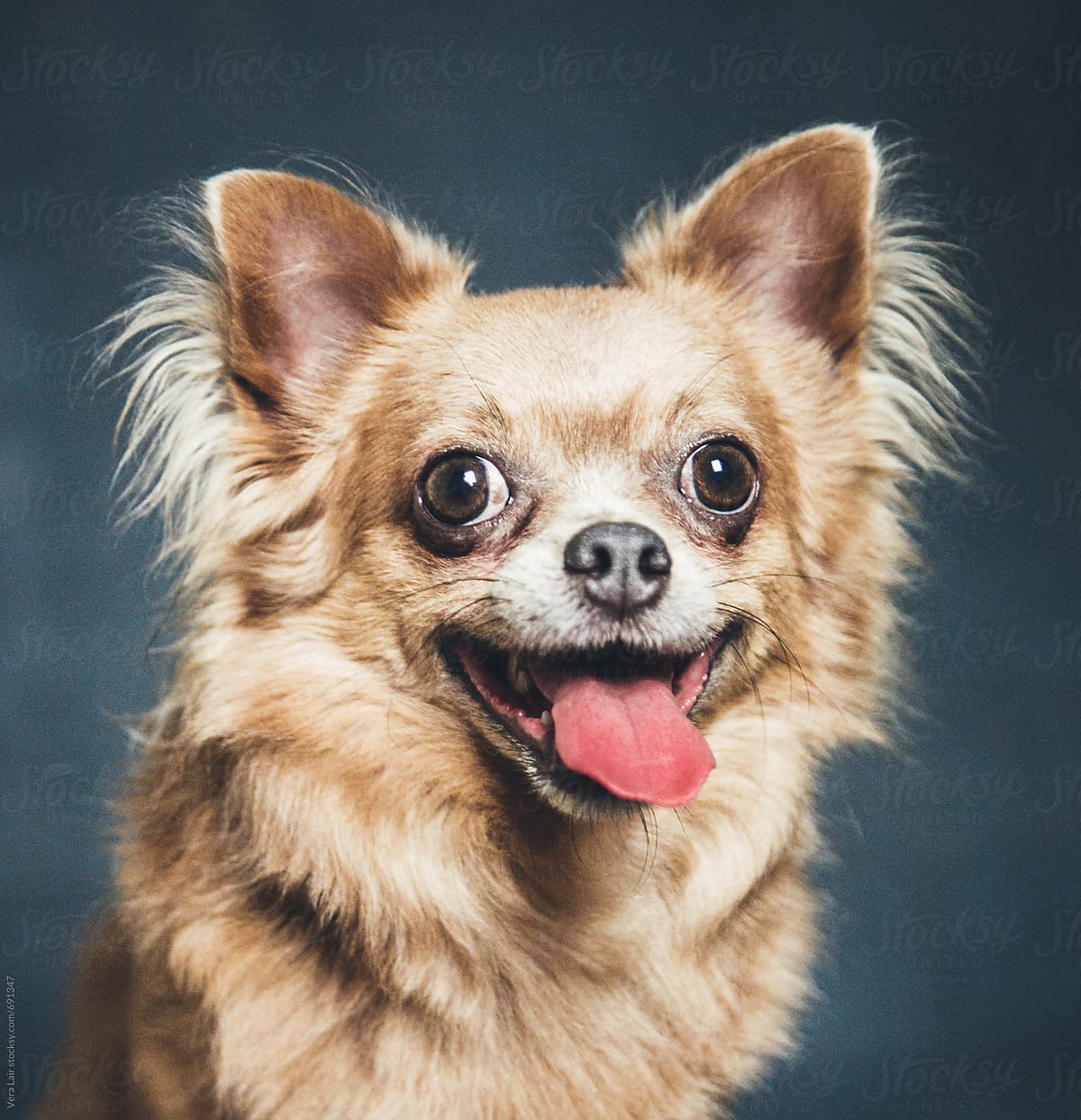 Portrait of a happy tiny dog