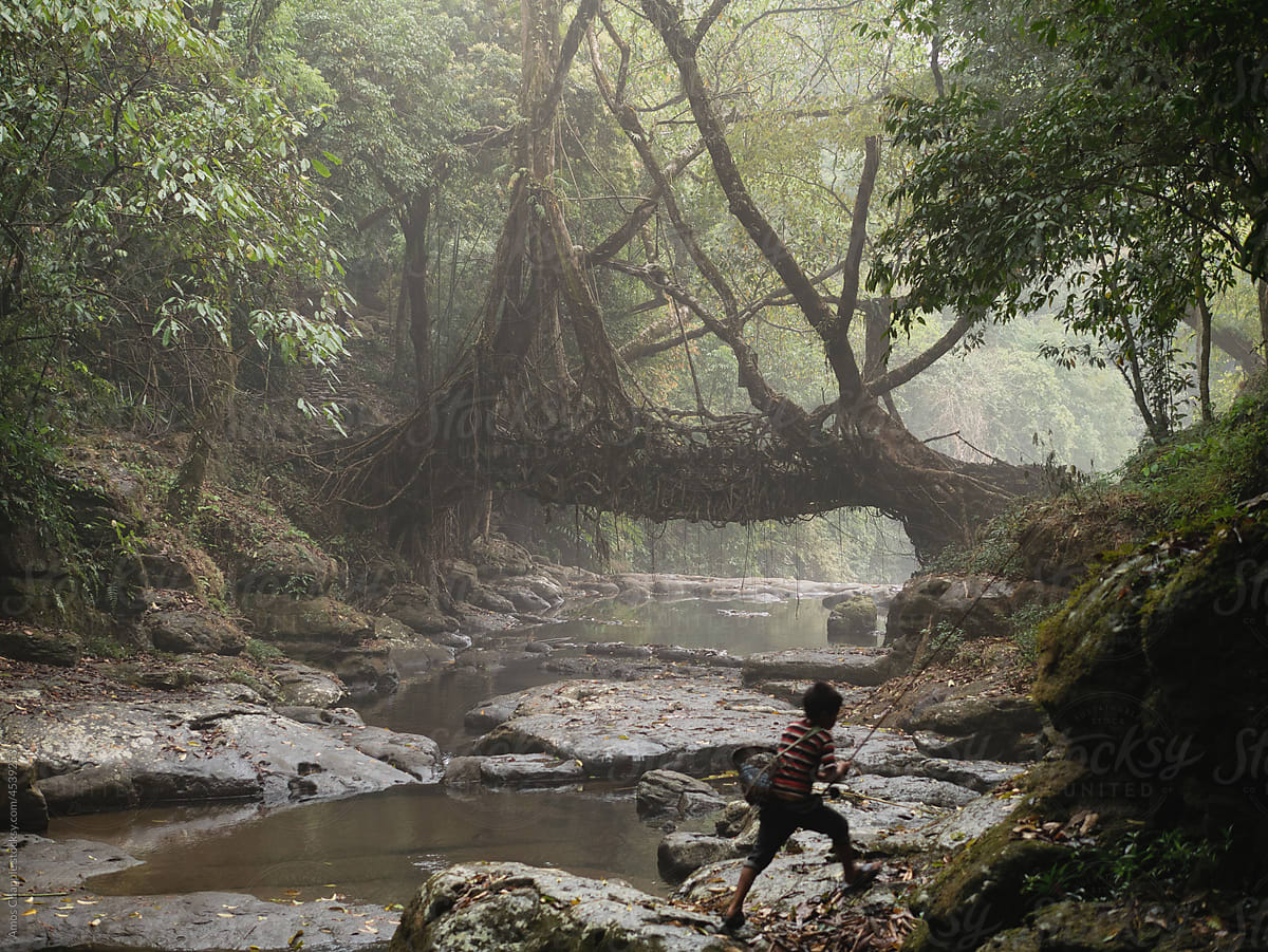 A tree root bridge in India\'s Meghalaya region