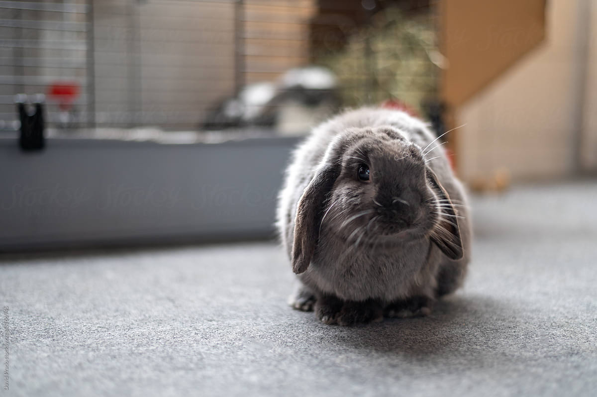 cute bunny on the floor resting at home out of cage