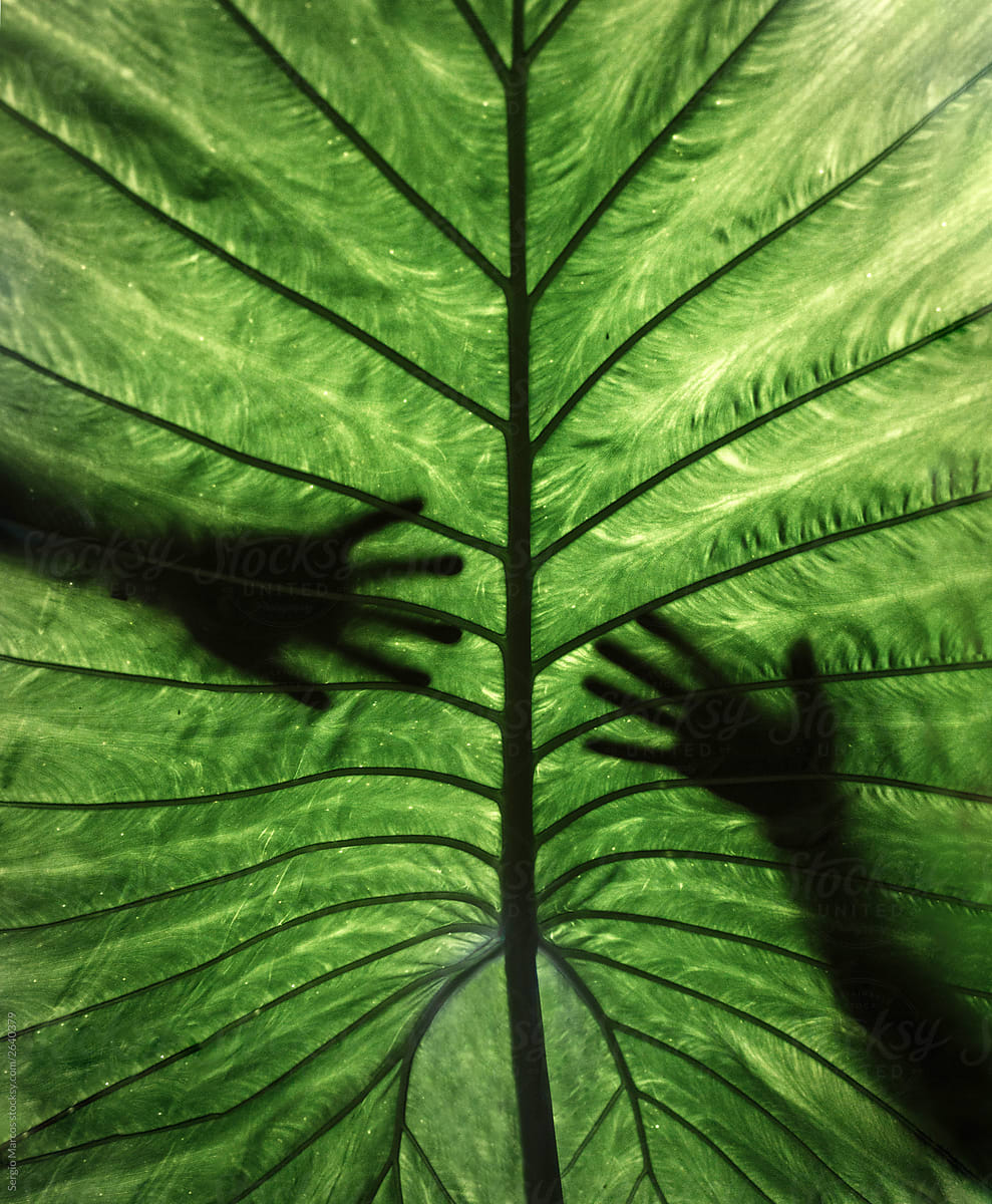 Silhouette of two hands behind a giant tropical leaf