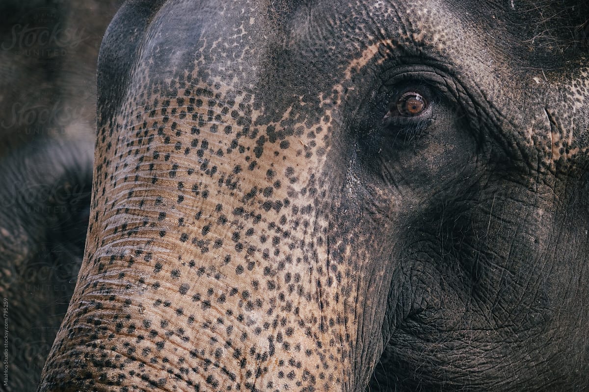 Elephant Color Eyes