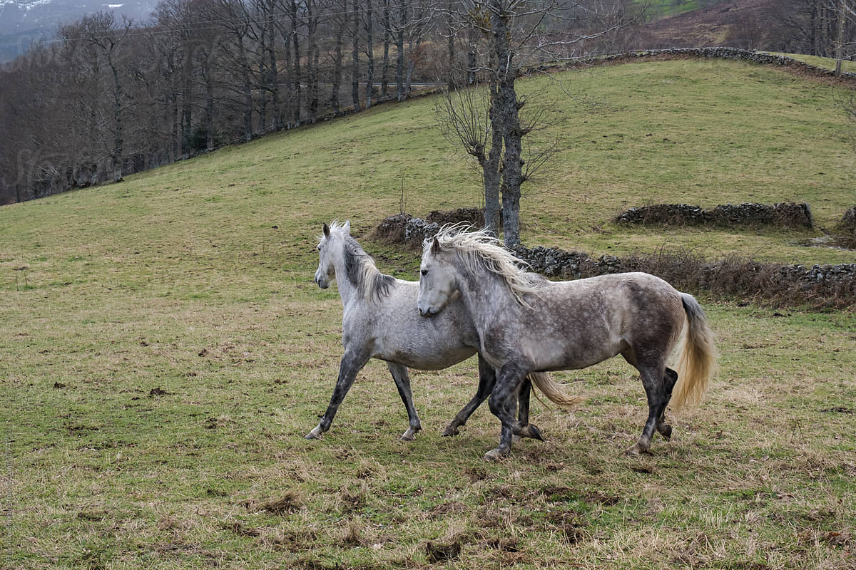 two grey PRE horses play in a pasture