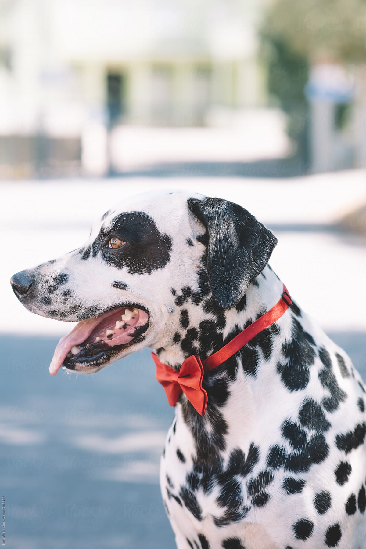 Profile of a dalmatian dog with a red bow