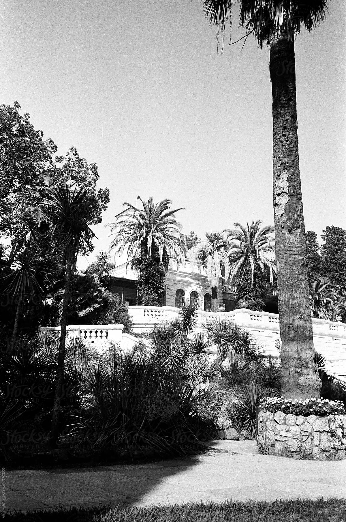 Palms in a park