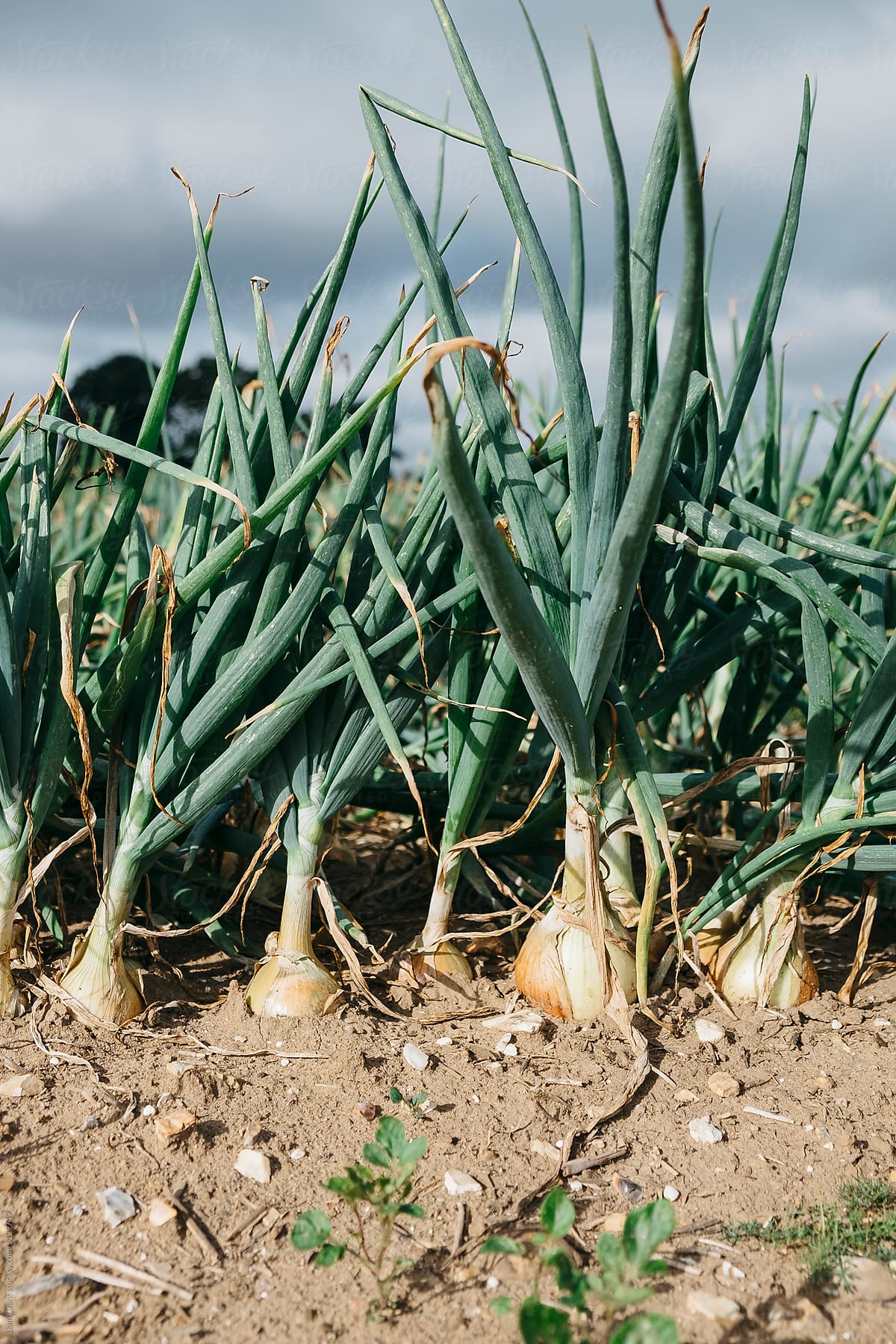 White onions growing in a large field. Norfolk, UK.