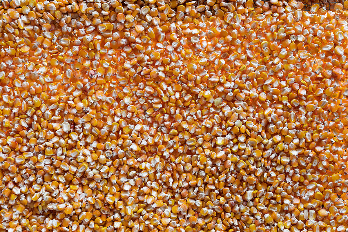 Texture of yellow corn