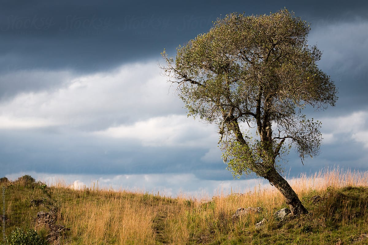 Lone Tree with dark clouds and sunshine