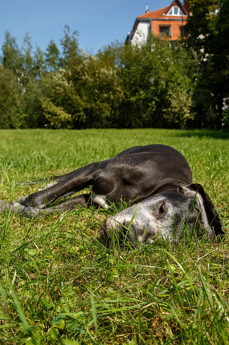 Relaxed black dog lying in green grass near by house