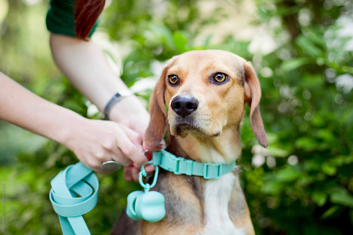 Woman hands attach leash to dog collar