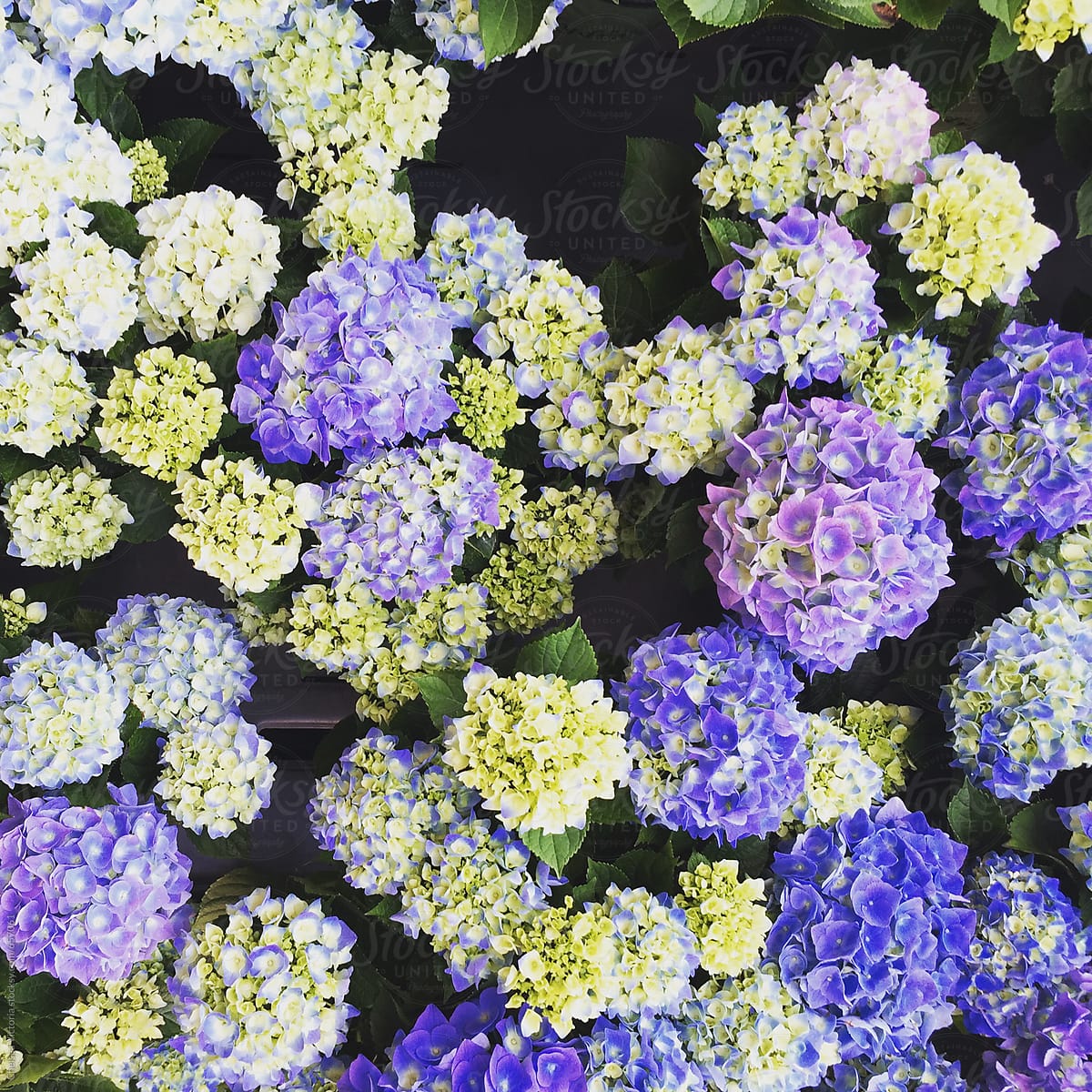 Blue and yellow hydrangeas at a flower market